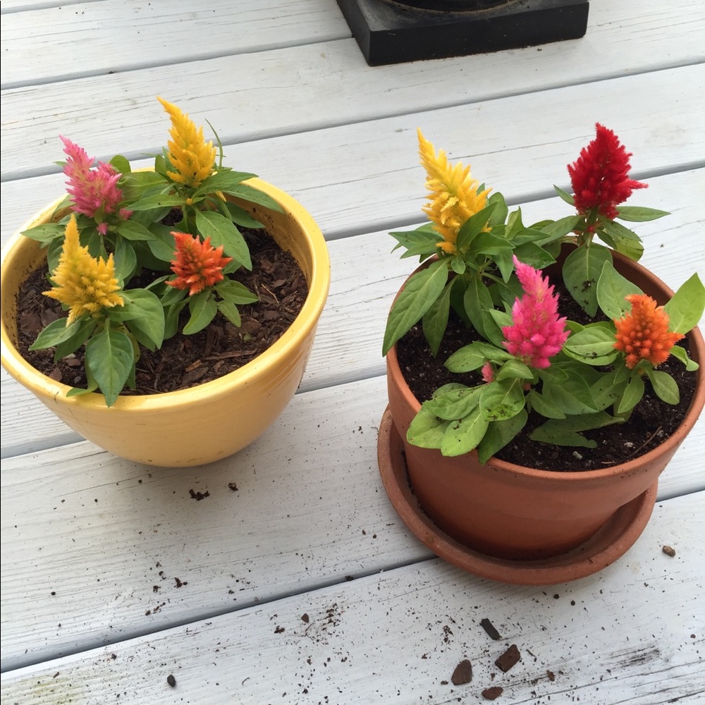 Meet your Posher, Sofia